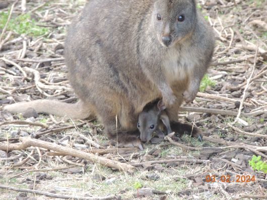 Wallaby with little one